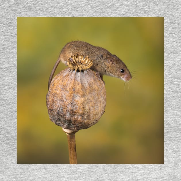 Harvest Mouse on seedpod by mansaards